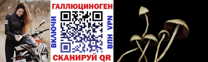 Галлюциногенные грибы Cubensis  Строитель 